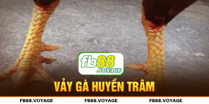 Vảy Gà Huyền Trâm - Đặc Điểm Chỉ Có Ở Chiến Kê Dũng Mãnh