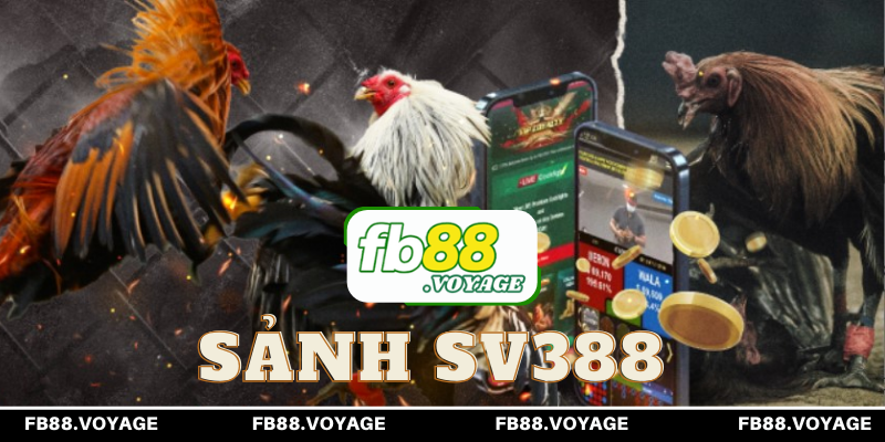 SV388 là nơi cung cấp những trận đá gà kịch tính