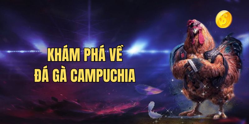 Sơ lược về dạng đá gà Campuchia hot nhất 2024